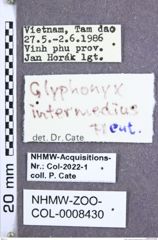 Etiketten zu Glyphonyx intermedius (Fleutiaux, 1941) (NHMW-ZOO-COL-0008430)